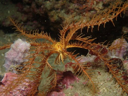 Antedon mediterranea (Lamarck, 1816)