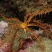 Mediterranean Feather Star - Photo (c) François Roche, some rights reserved (CC BY-NC), uploaded by François Roche