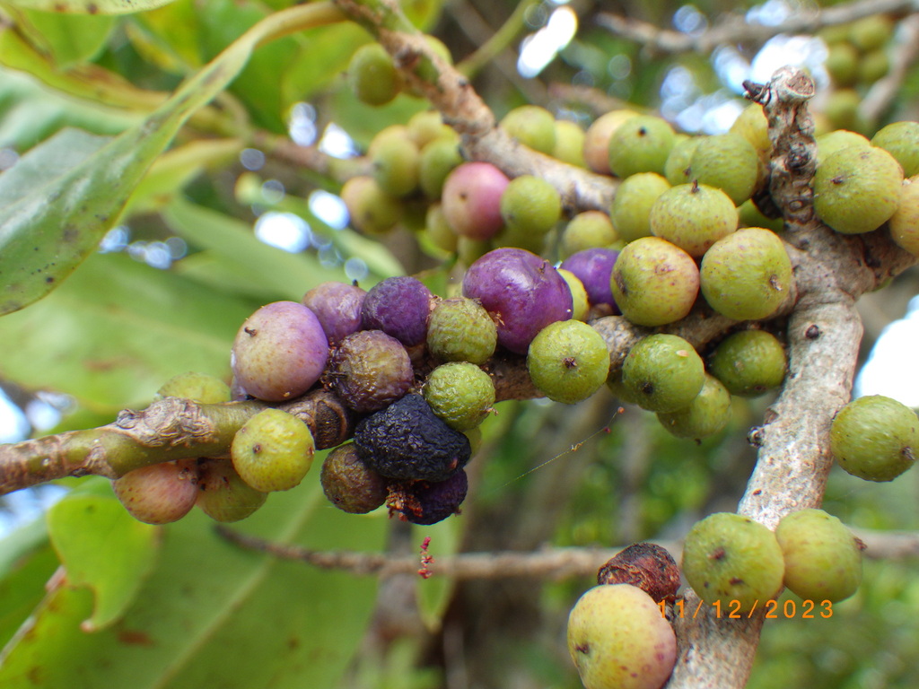 Myrsine ralstoniae