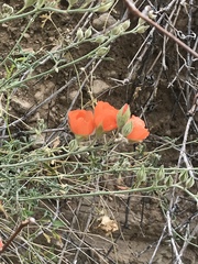Sphaeralcea digitata