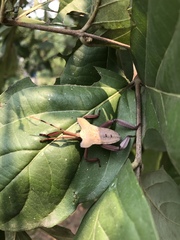 Prionolomia