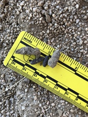 Otospermophilus beecheyi