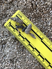 Otospermophilus beecheyi