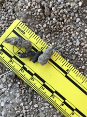 Otospermophilus beecheyi