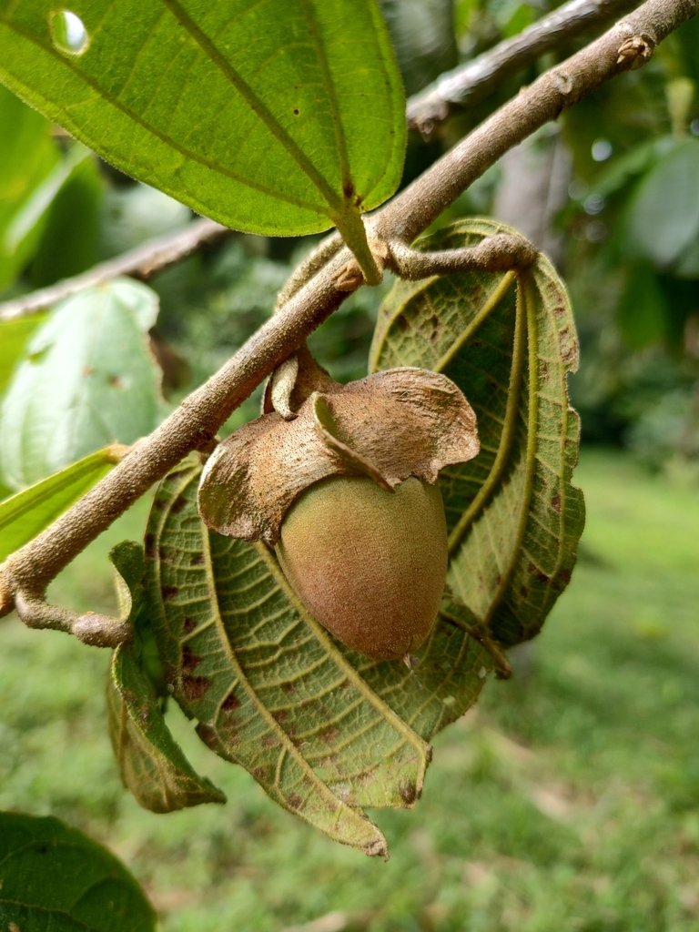Matisia pacifica
