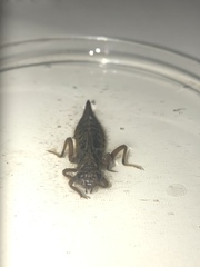 Arigomphus