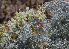 Astragalus miguelensis