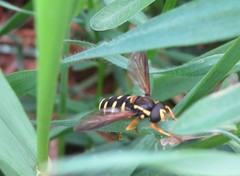 Xanthogramma citrofasciatum