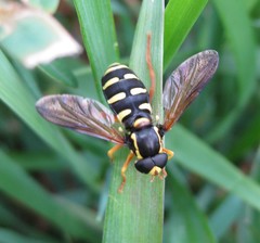 Xanthogramma citrofasciatum