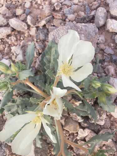 Image of Mentzelia tricuspis by no rights reserved