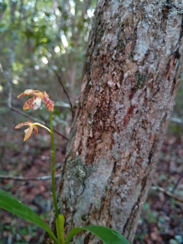 Image of Prosthechea boothiana by (c) josebarrientos, some rights reserved (CC BY)