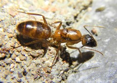 Camponotus festinatus