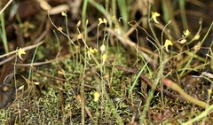 Utricularia scandens