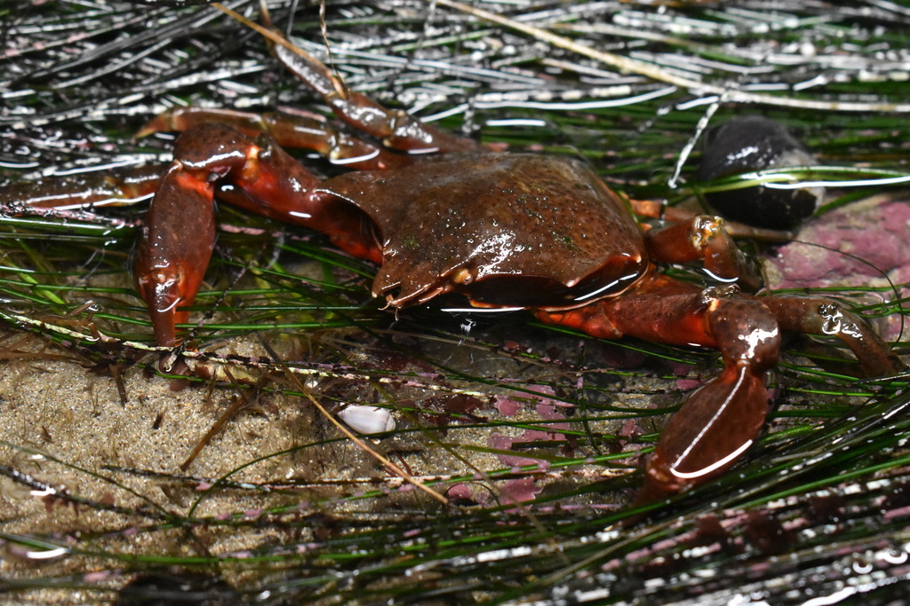 northern-kelp-crab-from-pismo-beach-ca-usa-on-december-15-2023-at-06