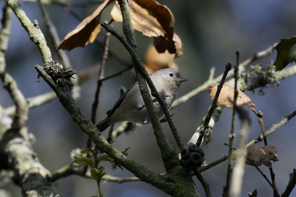 Lucy's Warbler