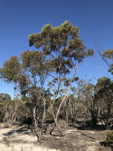 Eucalyptus connexa