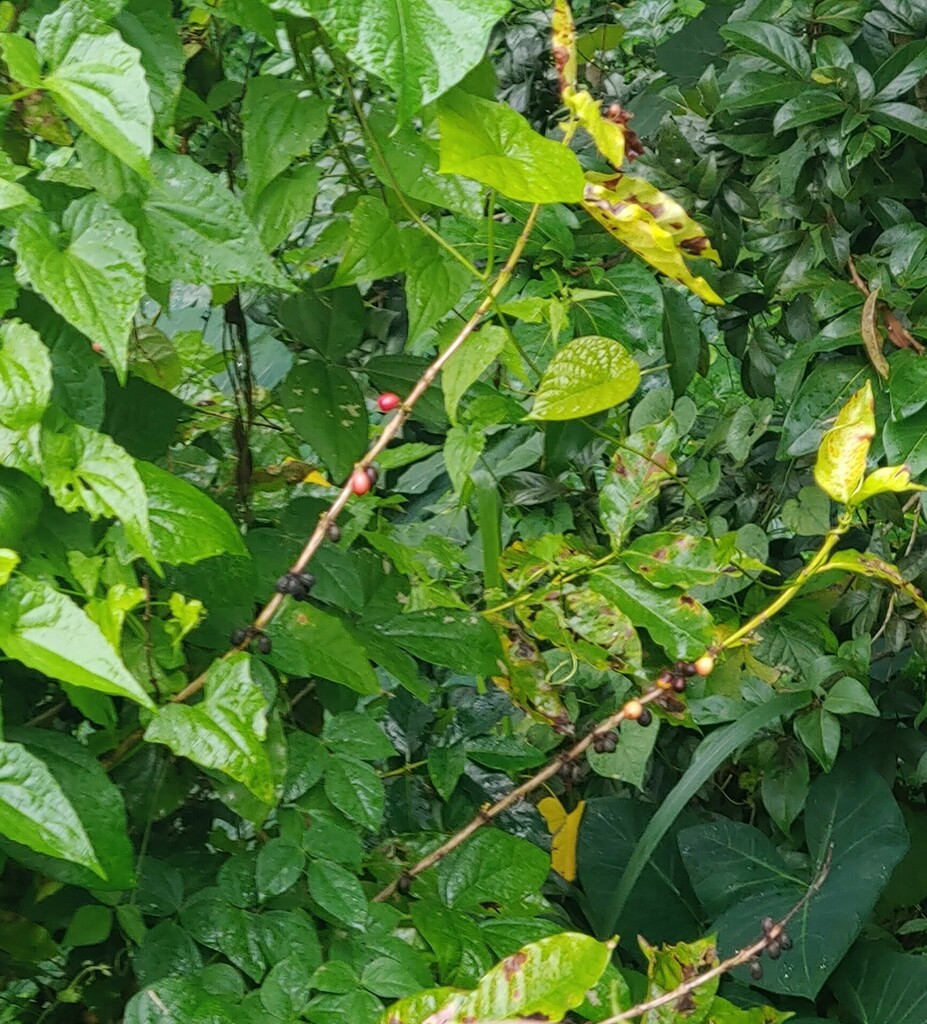 Coffee from Mameyes II, Río Grande 00745, Puerto Rico on December 14