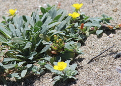 Camissoniopsis cheiranthifolia cheiranthifolia