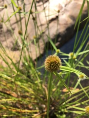 Cyperus melanospermus
