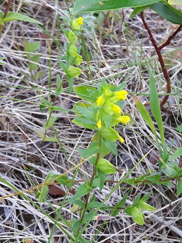 Northern yellow rattle (Rhinanthus groenlandicus)