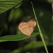 Erythia midas ater - Photo (c) Lepidoptera Colombiana 🇨🇴, algunos derechos reservados (CC BY-NC), subido por Lepidoptera Colombiana 🇨🇴