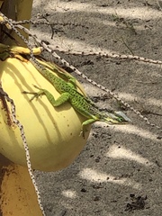 Anolis bimaculatus