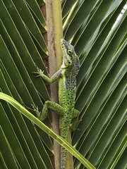 Anolis bimaculatus