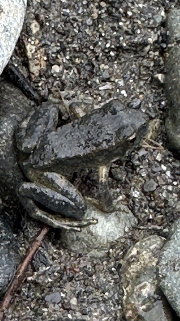 foothill-yellow-legged-frog-in-december-2023-by-jwlowe-inaturalist