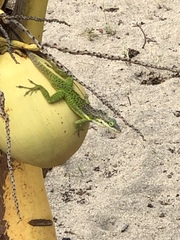Anolis bimaculatus