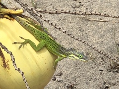 Anolis bimaculatus