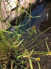 Cyperus melanospermus