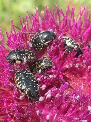 Oxythyrea noemi