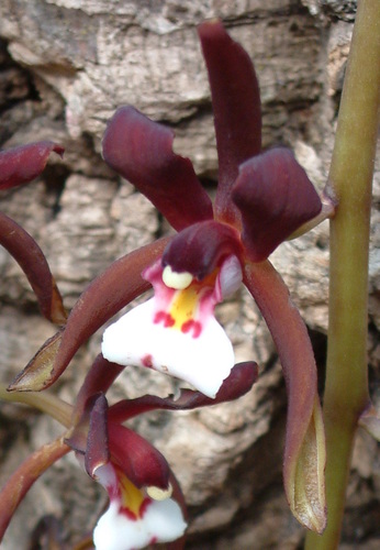 Cymbidium atropurpureum