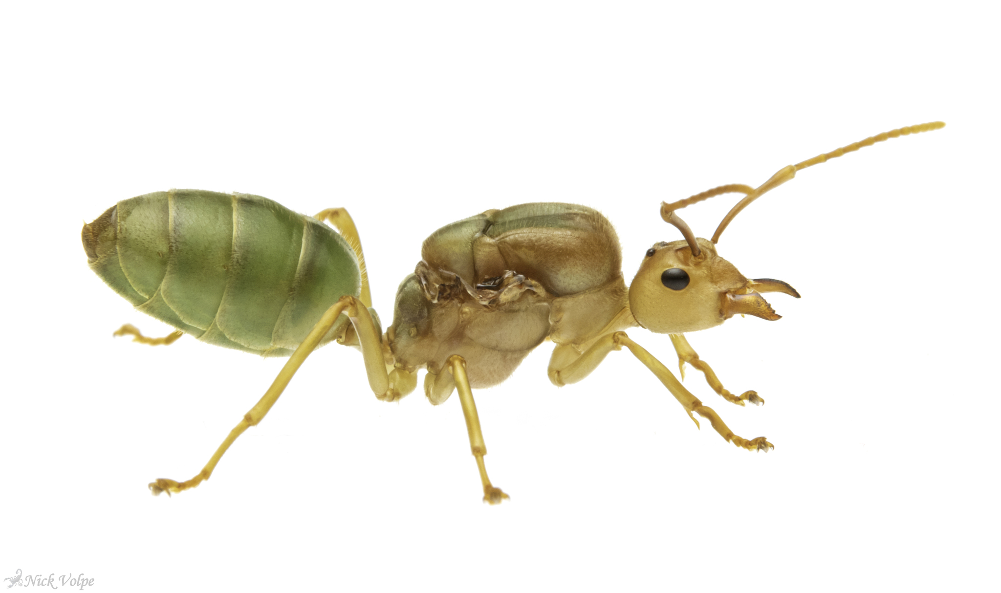 Oeocphylla smaragdina - Colonia con reina y obreras