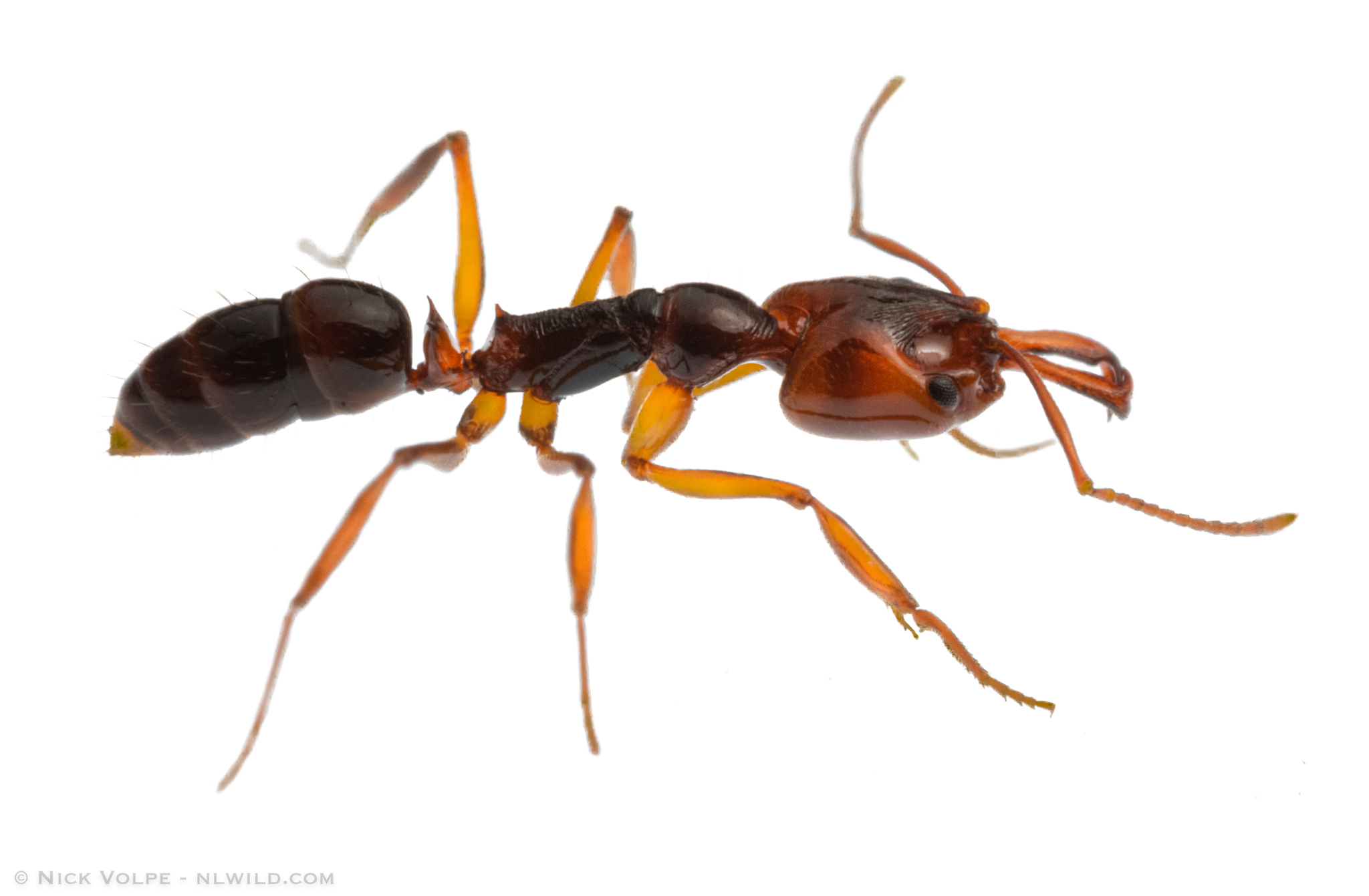 Anochetus paripungens