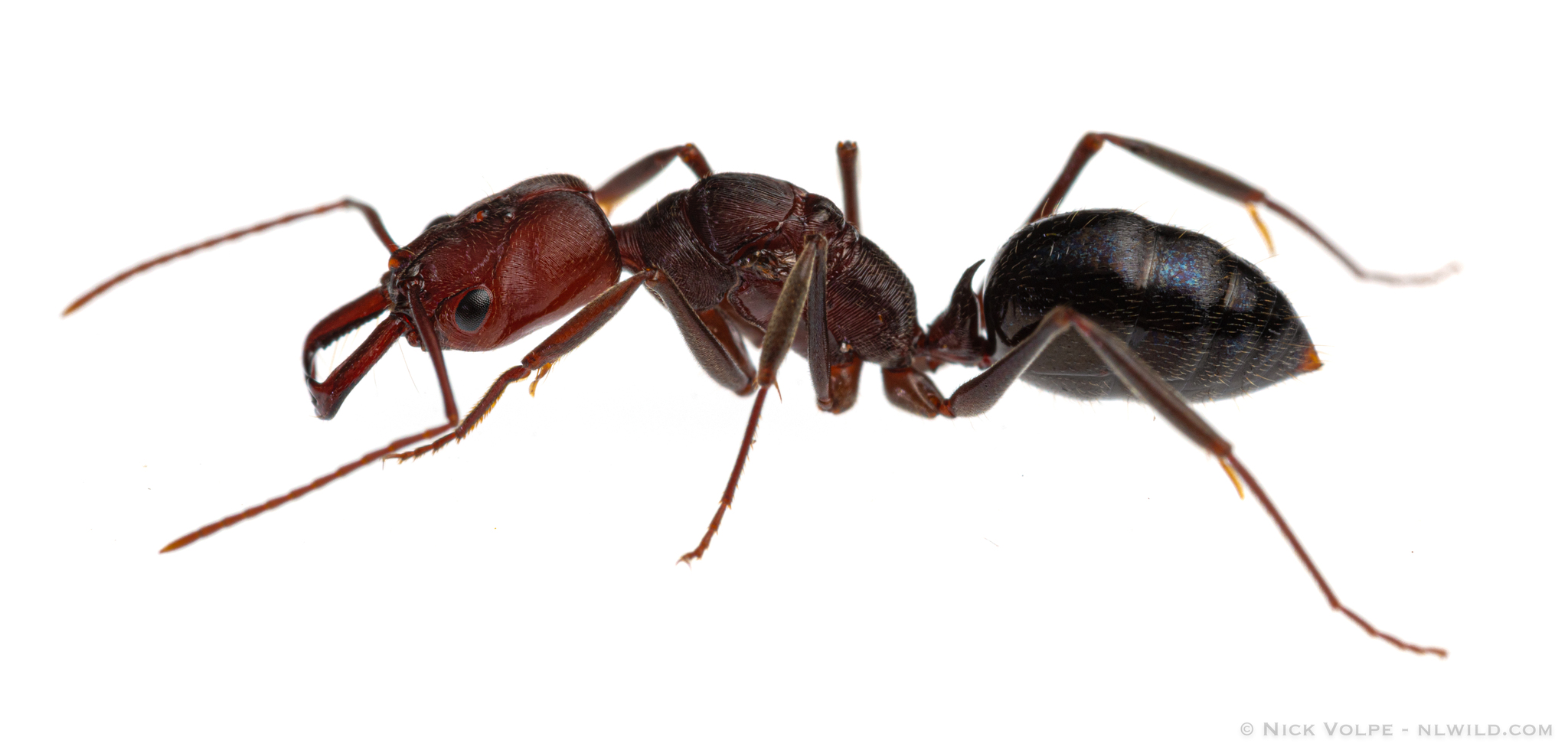 Odontomachus turneri