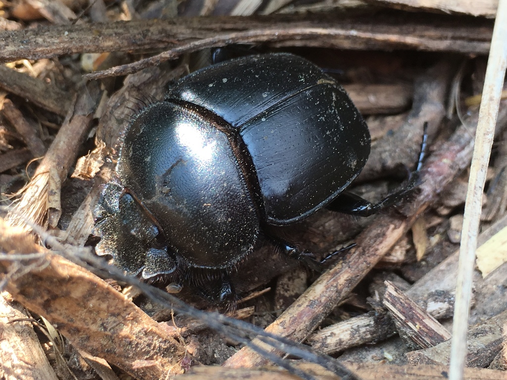 Scarabaeus gangeticus