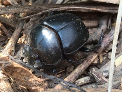 Scarabaeus gangeticus