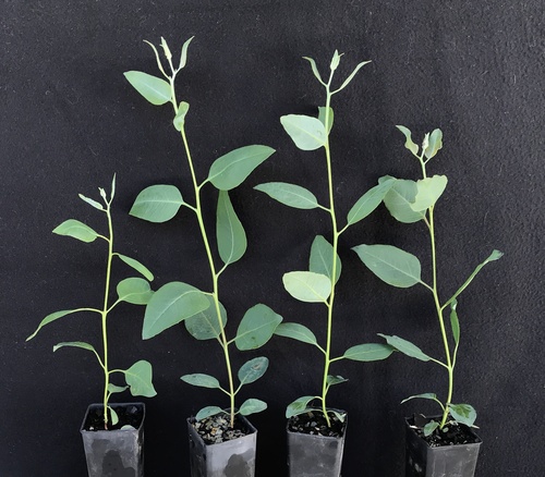 Eucalyptus tenuis Brooker & Hopper