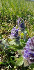 Ajuga orientalis