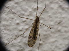 Limonia nubeculosa