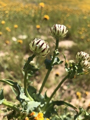 Malacothrix coulteri