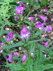 Penstemon tenuis