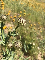 Malacothrix coulteri
