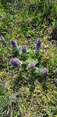 Ajuga orientalis