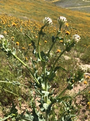 Malacothrix coulteri