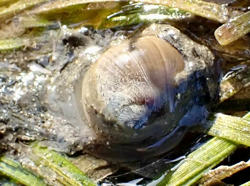 Leaden Sand Snail from South Stradbroke QLD 4216, Australia on December