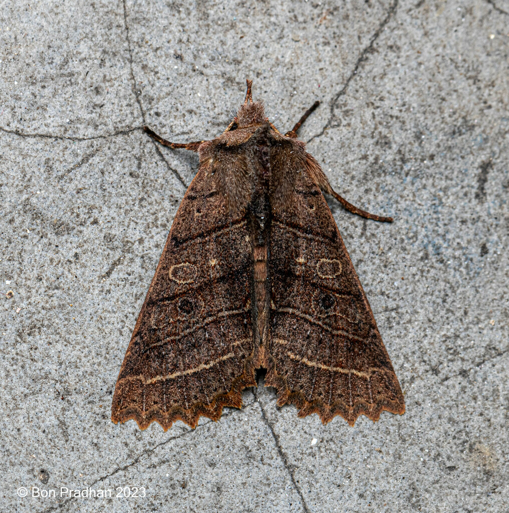 Elwesia parallela