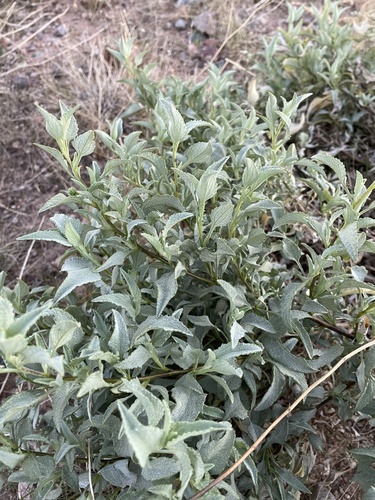 triangle-leaf bursage