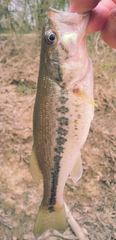 Micropterus henshalli